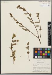 Foto von Salix pulchra Cham.